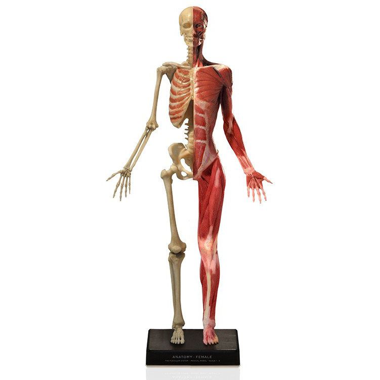 Anatomisches Skelettmodell Dt Denoyer Geppert Kopf Muskel