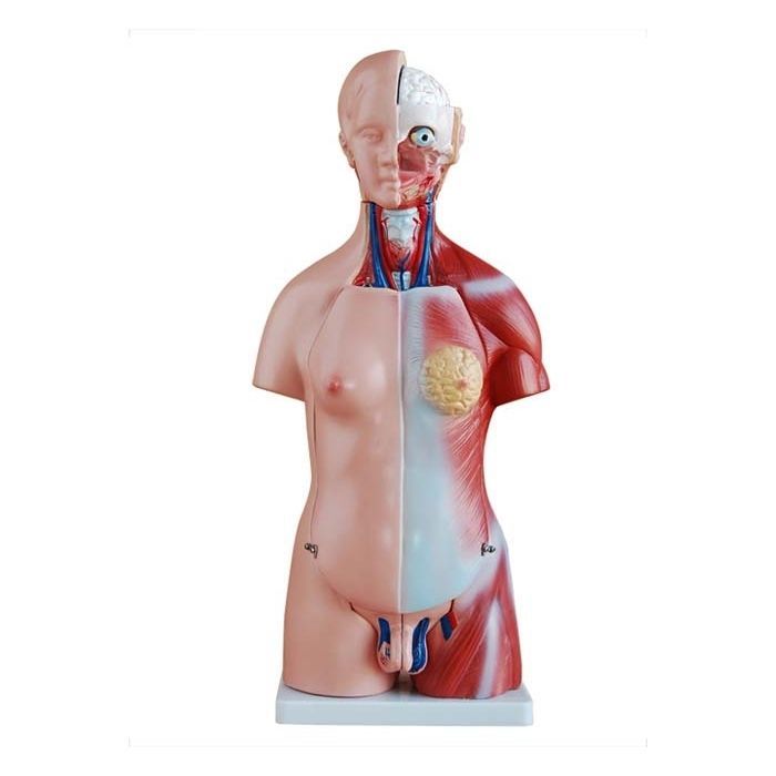 Anatomisches Modell Wirbel Xc Xincheng Scientific Industries