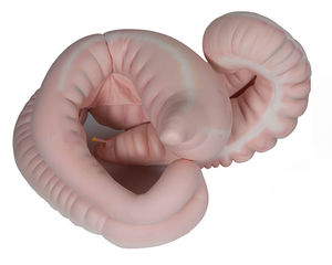 Stoffwechselsystem Anatomisches Modell / von Pferd / aufblasbar