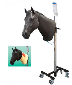 Anatomisches Modell / für Venenpunktion / Kopf / von Pferd