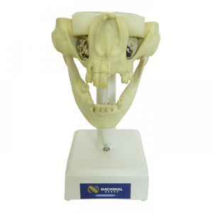 Anatomisches Modell / Unterkiefer / Oberkiefer / Nebenhöhle / für Fortbildungen