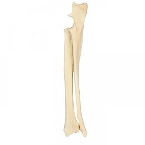 Anatomisches Modell / Radius / Ulna / für Ausbildung / Hund