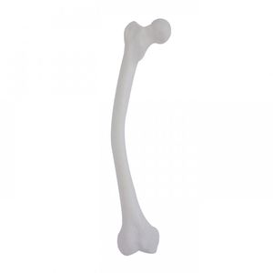 Anatomisches Modell / Oberschenkelknochen / für Ausbildung / Pathologie