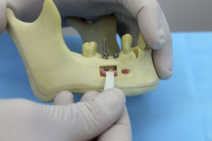 Anatomisches Modell / Unterkiefer / Oberkiefer / Nebenhöhle / Gebiss