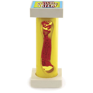 Arterie Anatomisches Modell / für Vorführzwecke