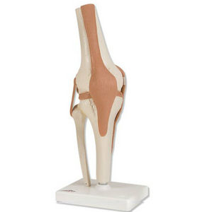 Anatomisches Modell / Gelenk / Knie / für Ausbildung