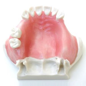 Anatomisches Modell / Gebiss / für Ausbildung / für Sinuslift