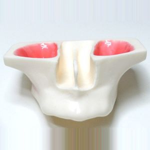 Anatomisches Modell / Dental / für Ausbildung / für Sinuslift