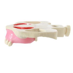 Anatomisches Modell / Dental / für Ausbildung / für Sinuslift