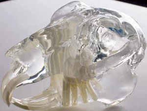 Anatomisches Modell / Schädel / von Kaninchen / transparent