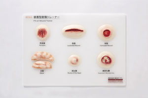 Anatomisches Modell / Haut / für Ausbildung / Pathologie