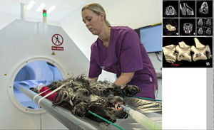 Veterinär-CT / für Kleintiere