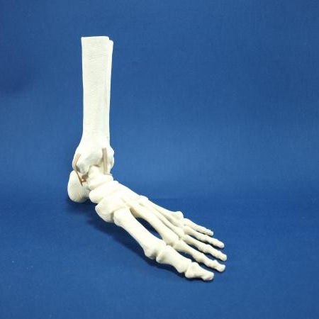 MonMed Lebensgroßes Fuß- & Knöchel-Skelettmodell – Anatomisches Modell Aus PVC, Beweglich, Mit Standfuß