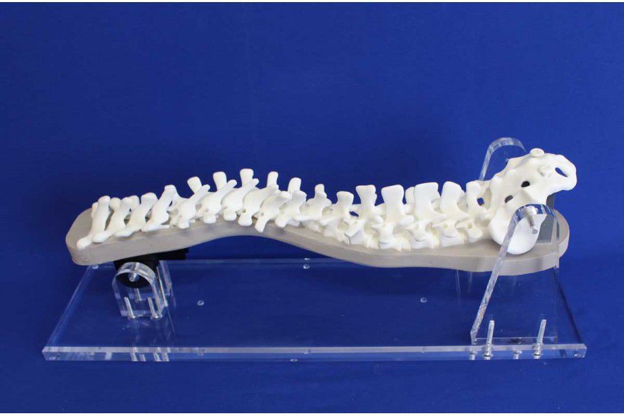 Anatomisches Wirbelsäulenmodell Mit Becken – Flexibel, 45 Cm Hoch, Aus PVC, Für Medizinstudenten & Therapeuten