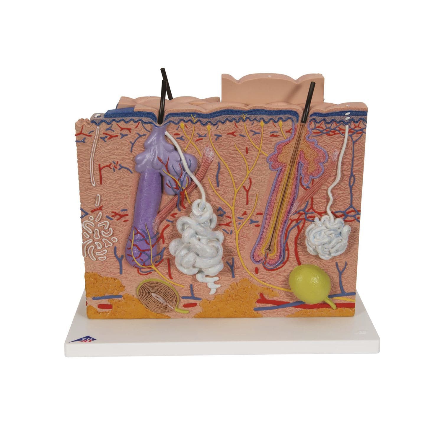 3B Scientific Lehrtafel – Die Haut, Laminiert (VR0283L) – 50x67 Cm, Hochwertiges Poster Für Anatomie & Praxis