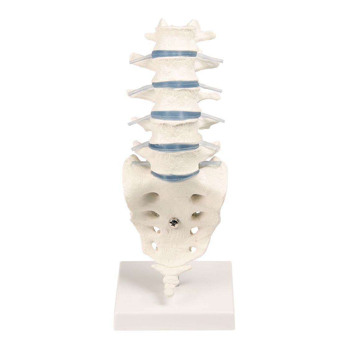 Anatomisches Wirbelsäulenmodell Mit Becken – Flexibel, 45 Cm Hoch, Aus PVC, Für Medizinstudenten & Therapeuten