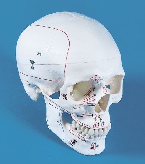 MedMod Schädel Anatomie Modell – Lebensgroßes Skelettmodell Für Medizinstudenten