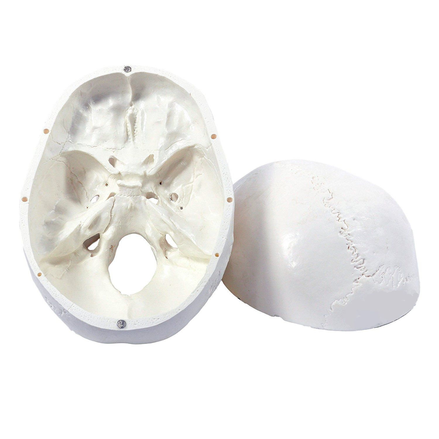Mini Schädel Modell Aus PVC – 3-teilig, Handgroß | Anatomie-Lernmodell & Coole Dekoration Für Halloween