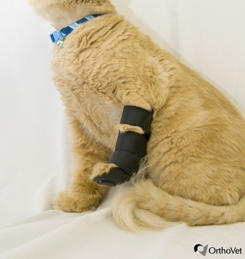 Pfote VeterinärSchiene Front OrthoVet für Katzen