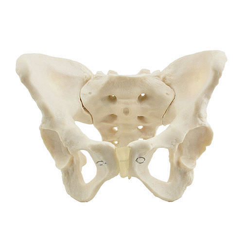 Anatomisches Beckenmodell Mit Lendenwirbelsäule, Muskeln & Nerven – Lebensgroß, Für Medizinstudenten & Aufklärung