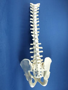 Anatomisches Modell / Becken / Wirbelsäule / für Ausbildung