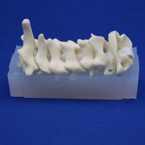 Halswirbelsäule anatomisches Modell 1
