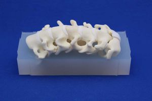 Halswirbelsäule anatomisches Modell 1