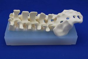 Lendenwirbelsäule anatomisches Modell 1