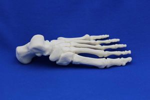Anatomisches Modell / Knochen 1