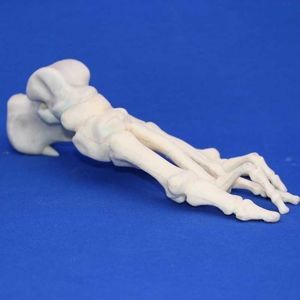 Anatomisches Modell / Knochen 1
