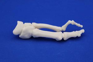 Anatomisches Modell / für Metatarsalknochen 1