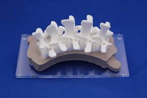 Anatomisches Modell / Wirbelsäule 1