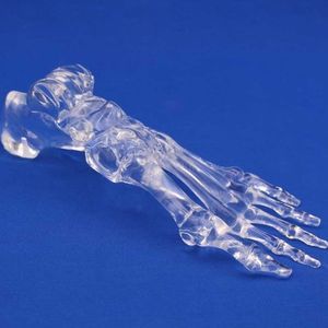 Anatomisches Modell / Fuß 1