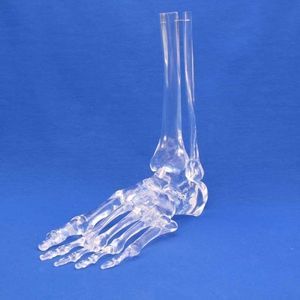 Anatomisches Modell / Fuß 1