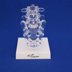 ilio-sakrales anatomisches Modell 1