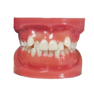 Gebiss-Typodont