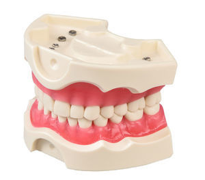 Anatomisches Modell / Zahn 1