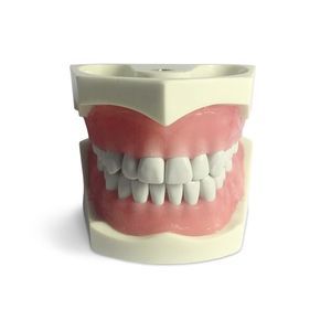 Anatomisches Modell / Zahn 1
