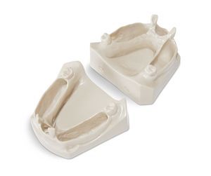 Anatomisches Modell / Unterkiefer