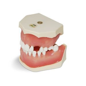 Anatomisches Modell / Zahn 1