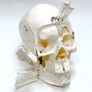 anatomisches Schädelmodell 1