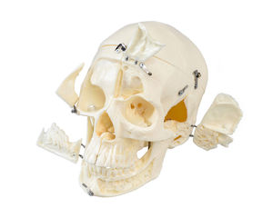 anatomisches Schädelmodell 1