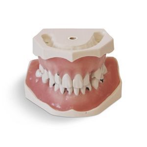 Anatomisches Modell / Zahn 1