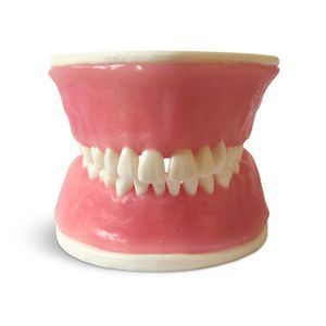 Anatomisches Modell / Zahn 1