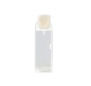 Anatomisches Modell / Dental 1