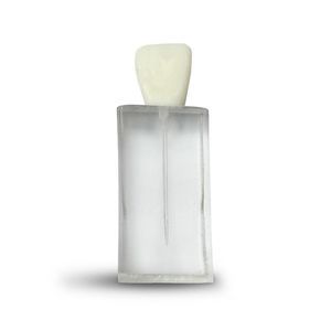 Anatomisches Modell / Dental 1