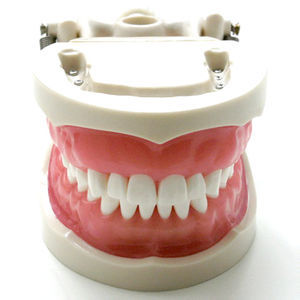 Anatomisches Modell / Zahn 1