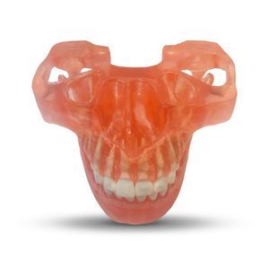 Anatomisches Modell / Unterkiefer