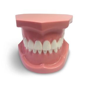 Anatomisches Modell / Dental