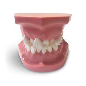 Anatomisches Modell / Dental 1